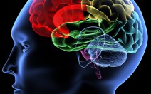 Brain